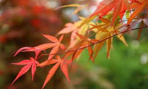 japanischer Ahorn Arten und hilfreiche Pflegetipps