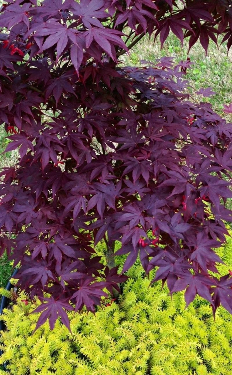 japanischer Ahorn Schlitahorn herrliche purpur Blätter