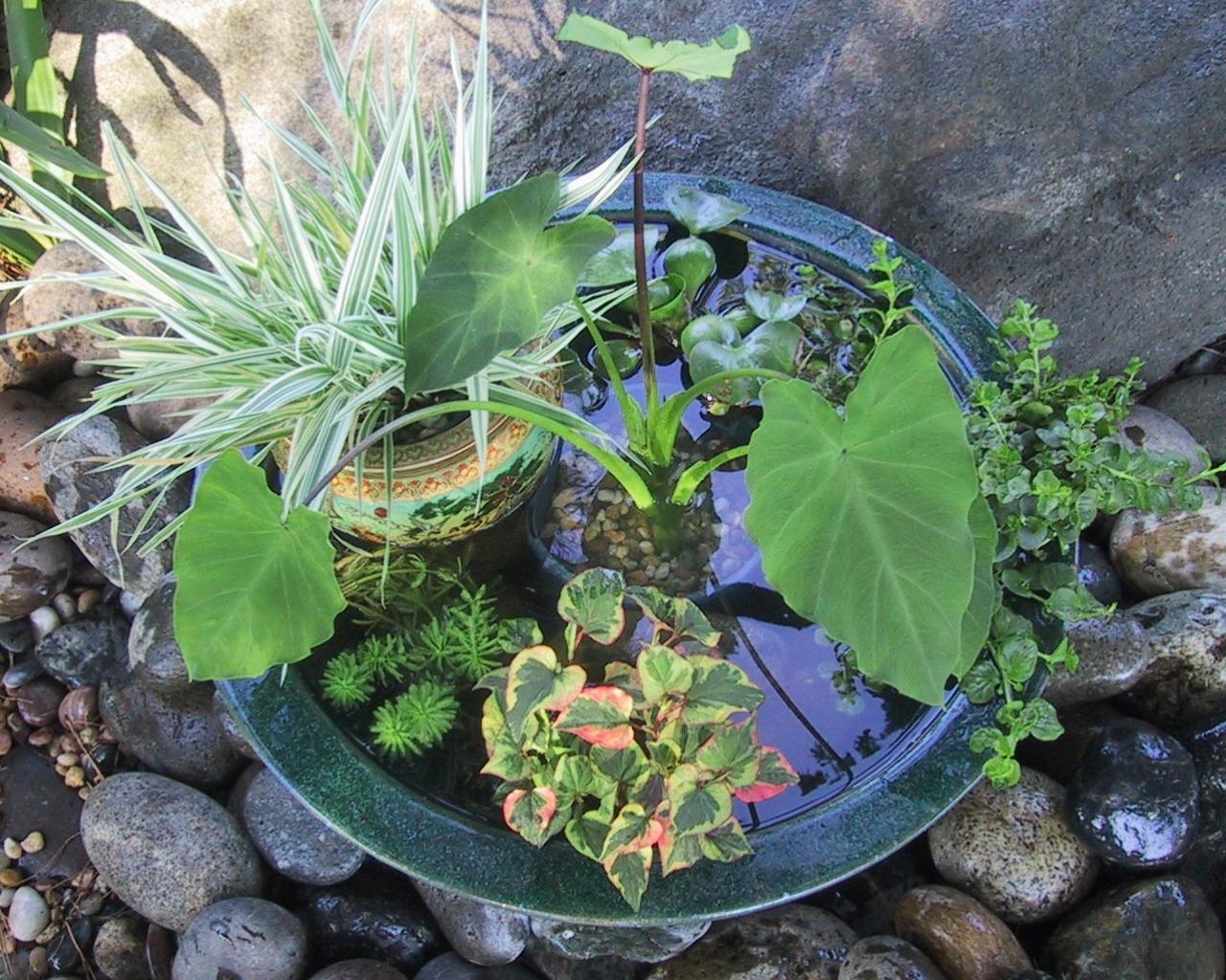 DIY Anleitung fürs Mini-Teich Anlegen - Sie können unsere Balkon Ideen selber machen, sogar wenn die Gartenanlage nicht vorhanden ist oder die Voraussetzungen für einen Biotop nicht gegeben sind.