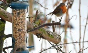 Vogelfutter selber machen