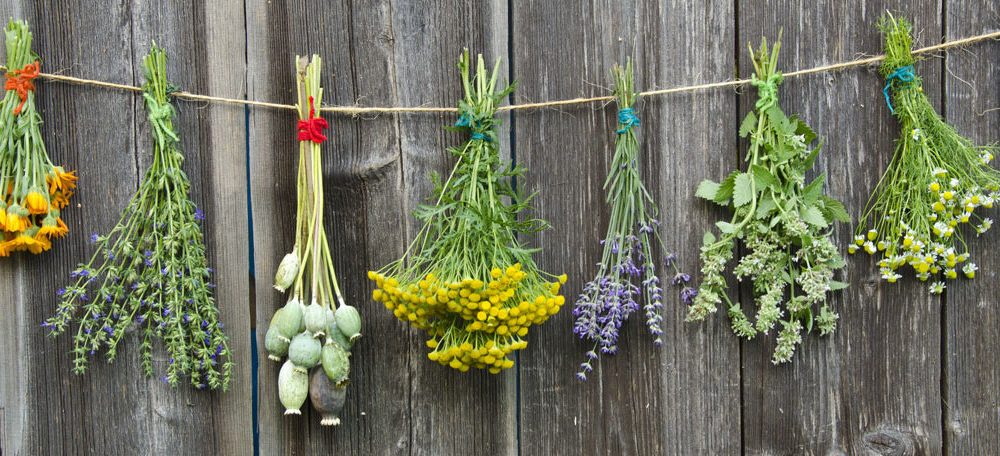 20 Pflanzen gegen Mücken: Das hilft wirklich! - Gesundheit - ZENIDEEN
