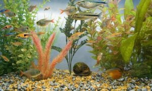 Aquarium Deko mit Wasserpflanzen und Kies