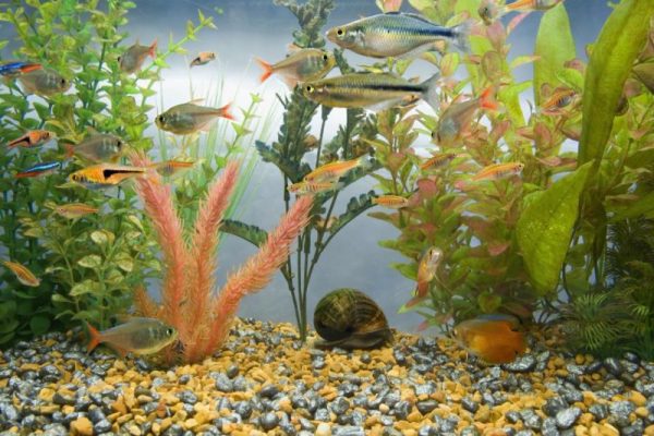 Aquarium Deko selber machen: inspirierende Ideen und Tipps