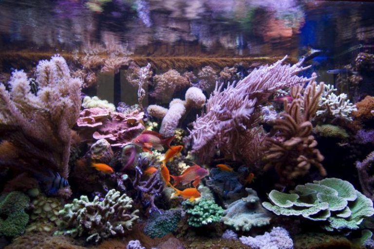 Aquarium Deko selber machen: inspirierende Ideen und Tipps