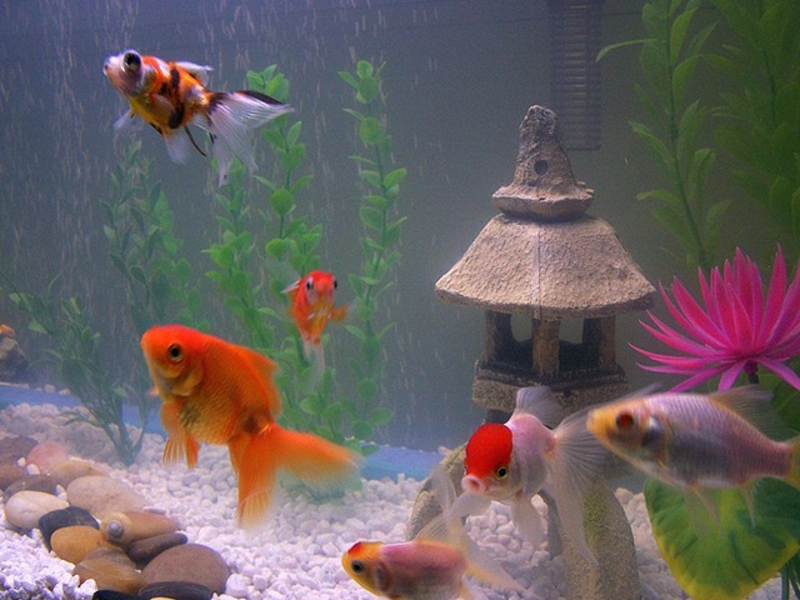 Aquarium Deko selber machen: inspirierende Ideen und Tipps