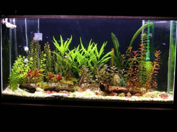 Aquarium Deko selber machen: inspirierende Ideen und Tipps