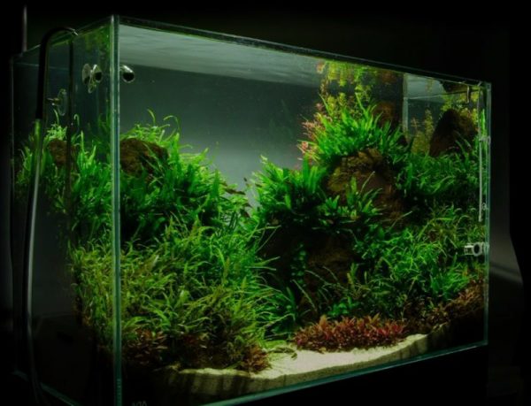 Aquarium Deko selber machen: inspirierende Ideen und Tipps