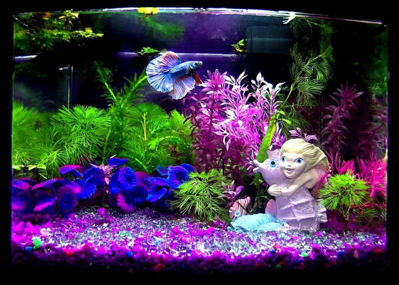 Aquarium Deko selber machen: inspirierende Ideen und Tipps