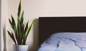 Pflanzen im Schlafzimmer welche Arten Ideen und Inspirationen