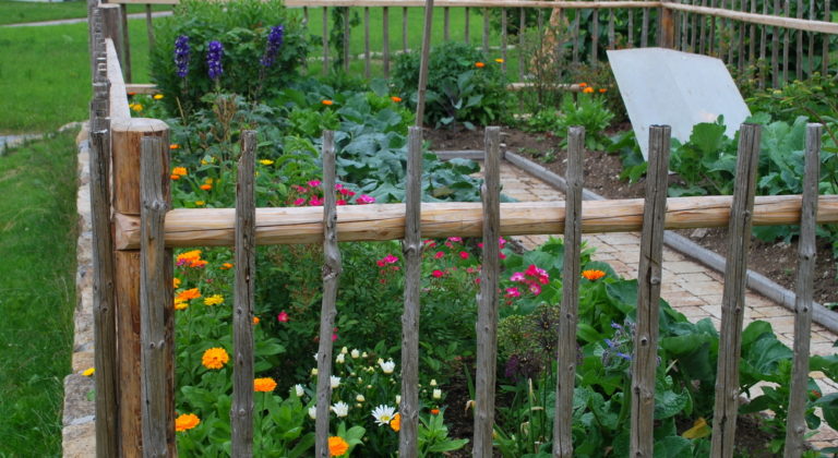 Gemüsegarten anlegen hilfreiche Tipps für Anfänger