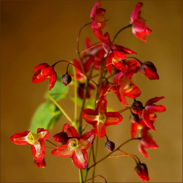 Bodendecker Schatten rote Elfenblume