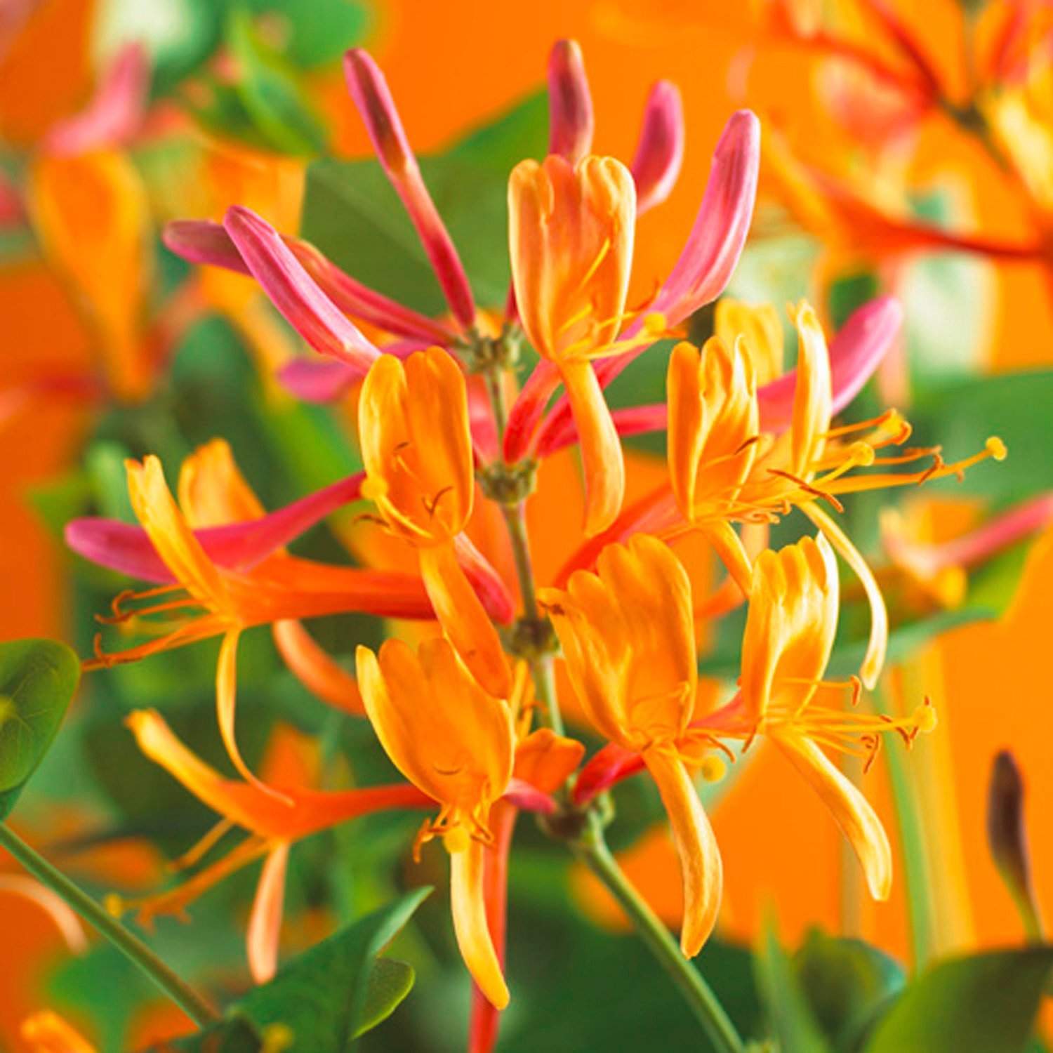 Geißblatt Blüten Orange wunderschön