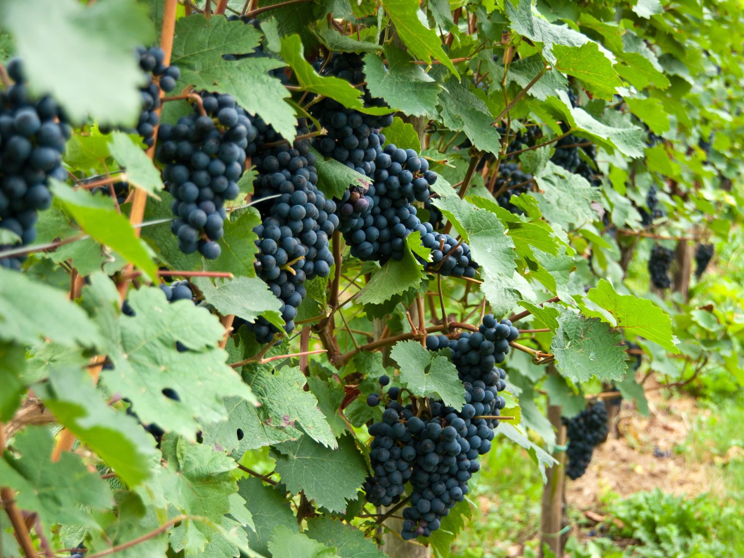 grüne Fassade geeignete Pflanzenarten Weintraube