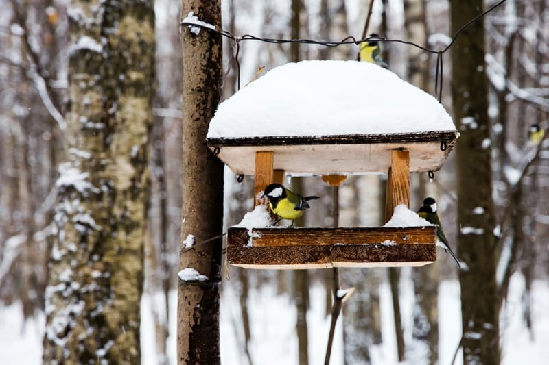 Vogelfutterhaus im Garten bauen Winter
