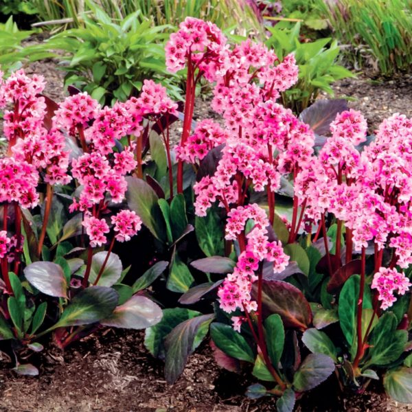 Winterharte Stauden 7 wunderschöne Arten für Ihren Garten