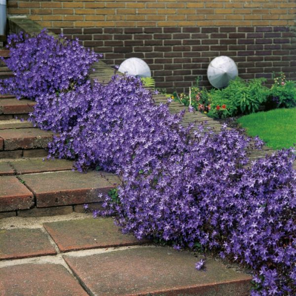 Winterharte Stauden 7 wunderschöne Arten für Ihren Garten