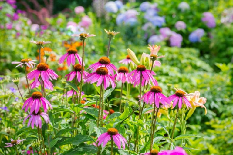 Winterharte Stauden 7 wunderschöne Arten für Ihren Garten