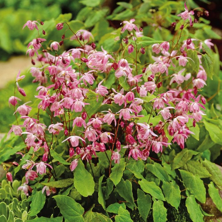 Winterharte Stauden 7 wunderschöne Arten für Ihren Garten