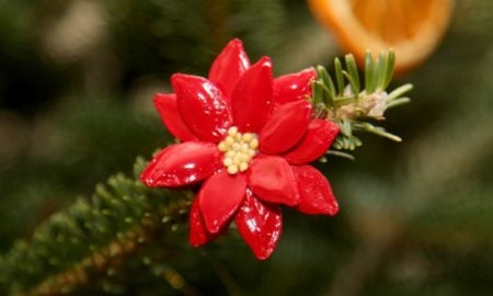 Basteln mit Naturmaterialien Weihnachten Kürbiskernsamen