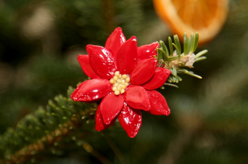 Basteln mit Naturmaterialien Weihnachten Kürbiskernsamen