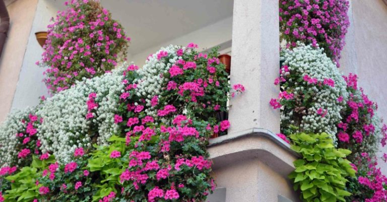Hängende Balkonpflanzen passende Arten für einen grünen Balkon