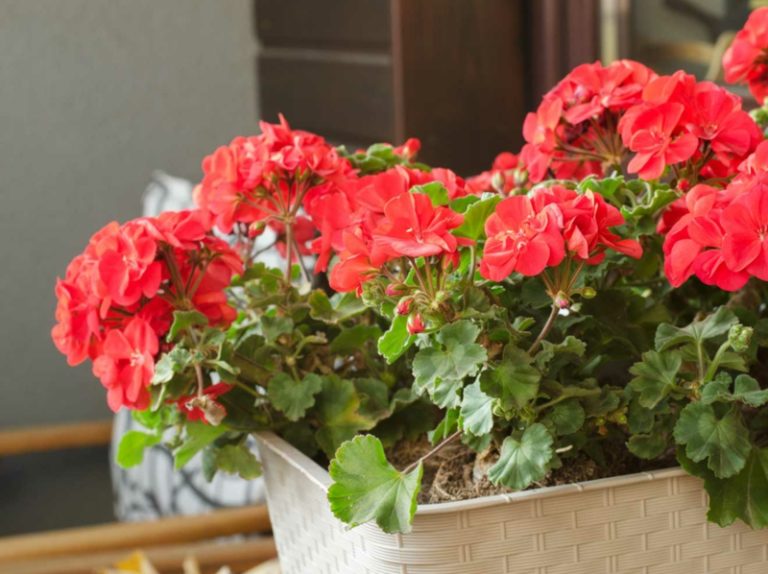 Hängende Balkonpflanzen passende Arten für einen grünen Balkon