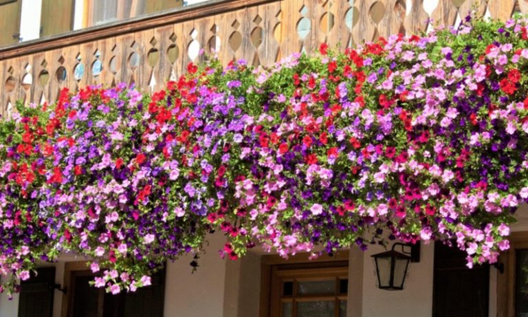 Hängende Balkonpflanzen passende Arten für einen grünen Balkon