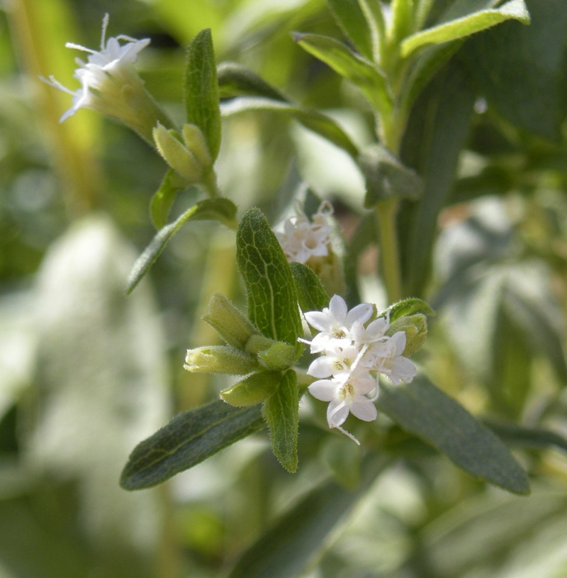 Stevia Pflanze Blüten 
