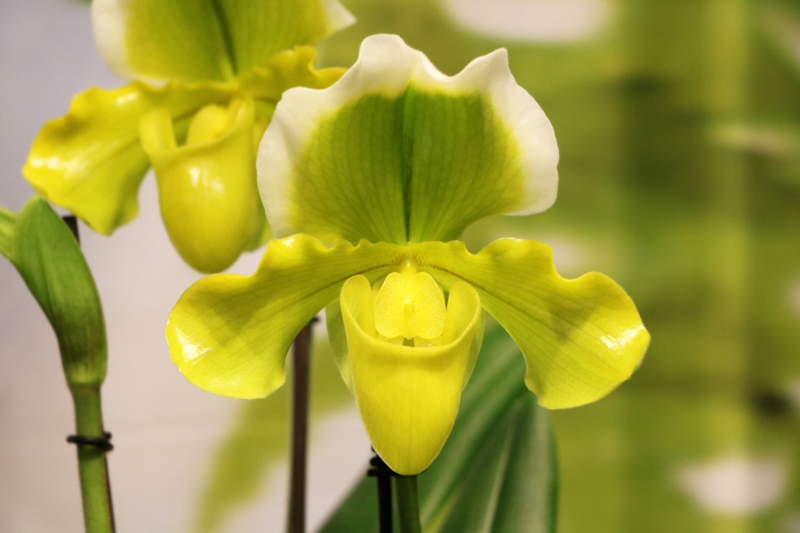 schöne gelbe Orchidee