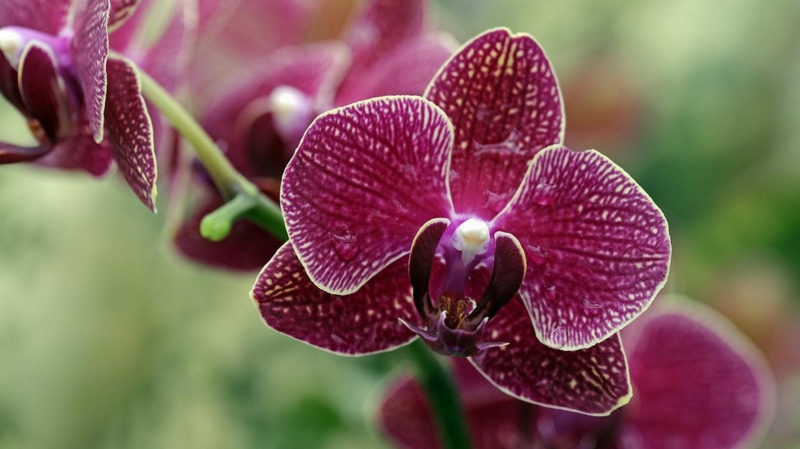 schöne Orchidee dunkelviolett