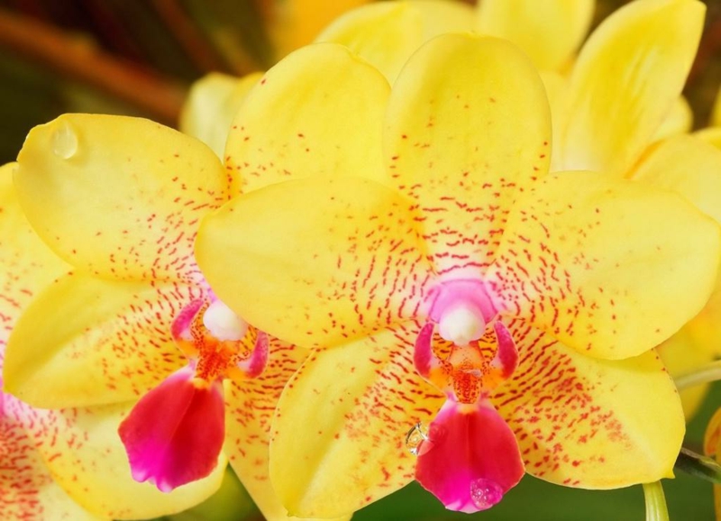 gelbe Orchideen herrlicher Look