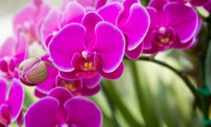 lila Orchidee wunderschön
