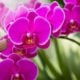 lila Orchidee wunderschön