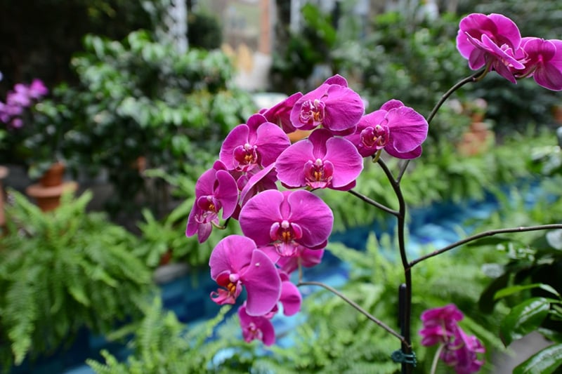 Orchidee in Violett