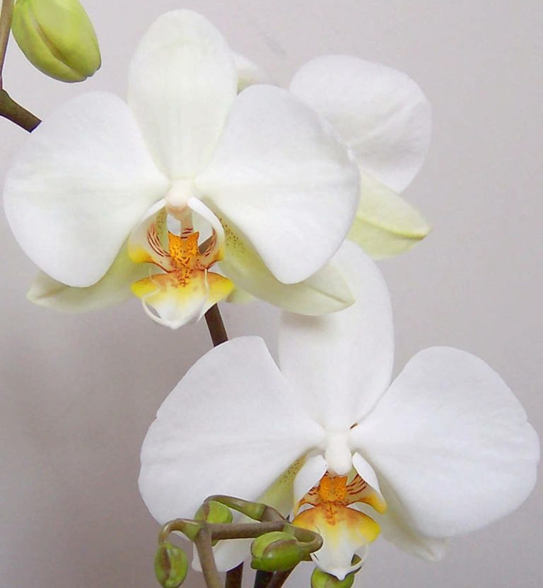 Orchidee düngen mit Hausmitteln hilfreiche Tipps & Ideen