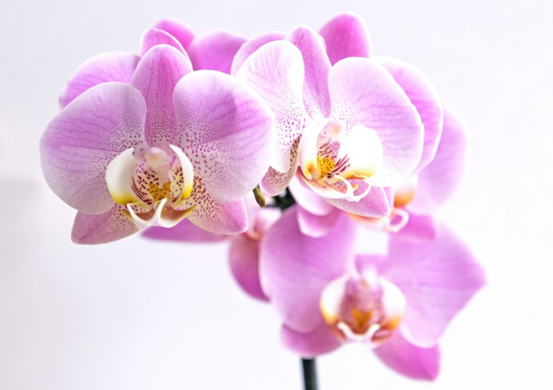 Orchidee zartrosa Blüten