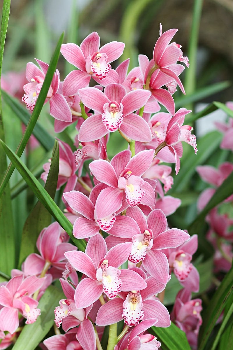 rosafarbene Orchidee