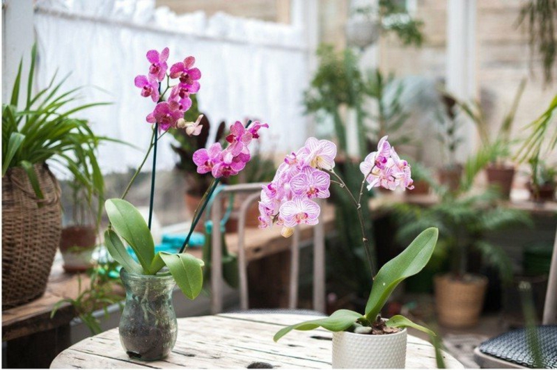 kleinwüchsige Orchidee Pflegetipps