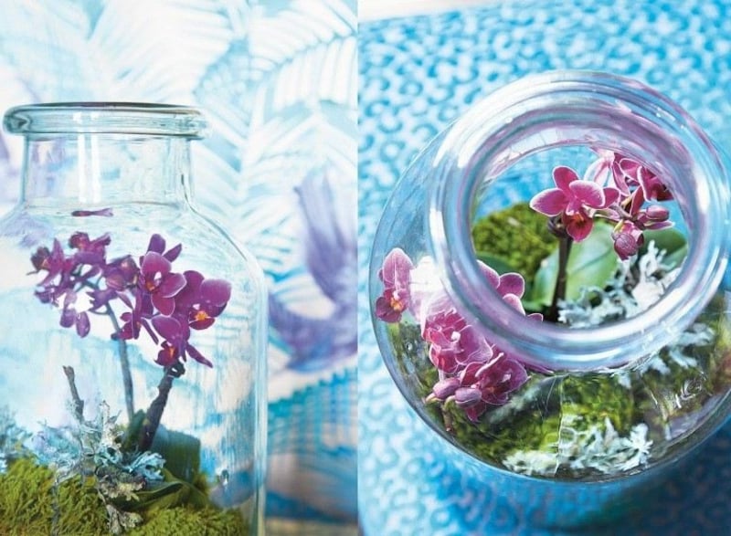 Flaschengarten mit Orchidee