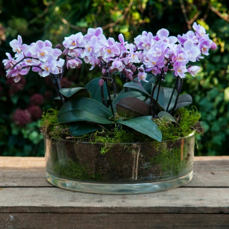 Mini Orchideen in Glasgefäß