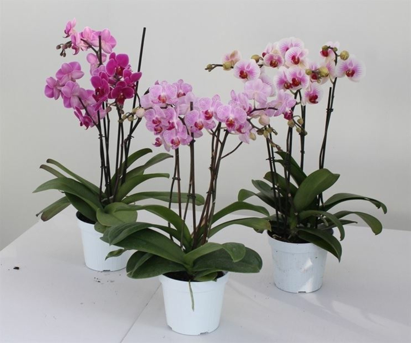 rosa Orchideen kleinwüchsig