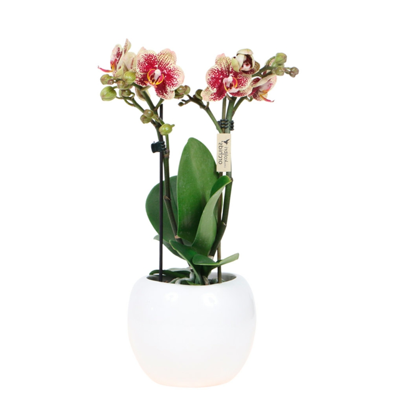 Orchidee Blumentopf weiß Keramik