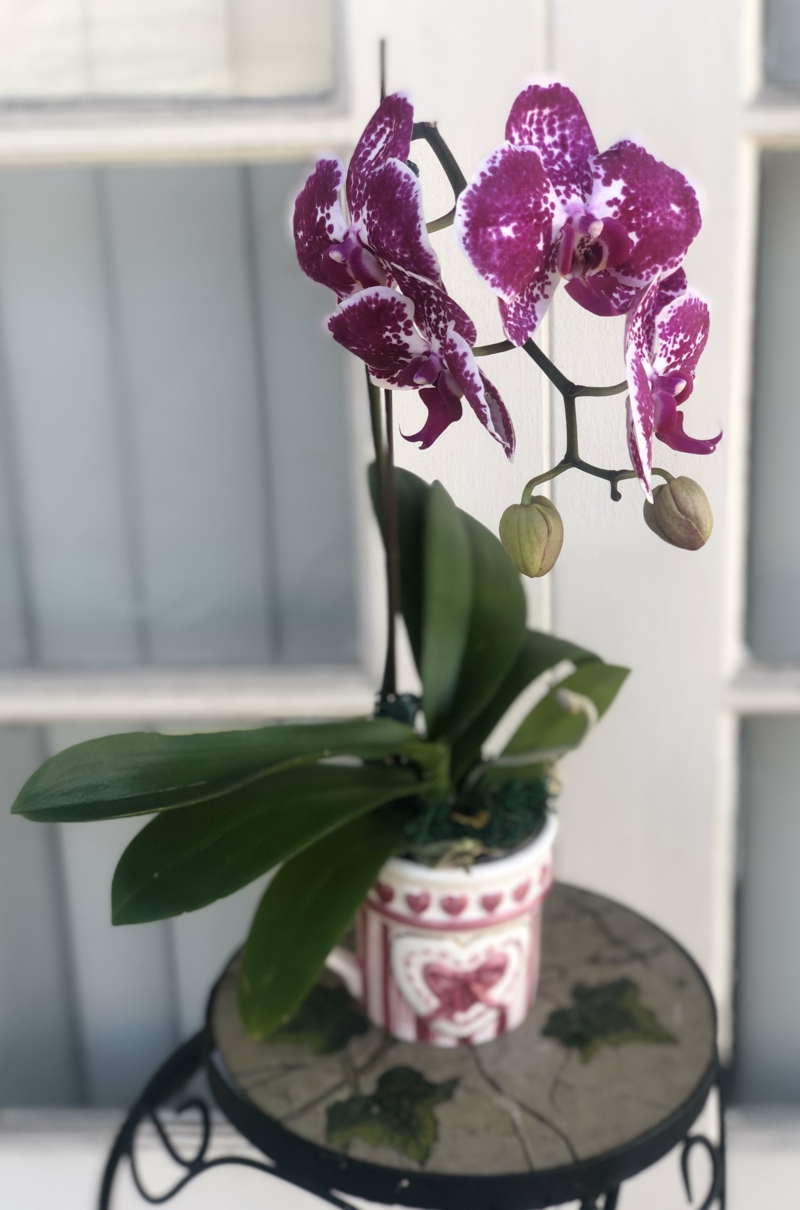 Orchidee violett wunderschön