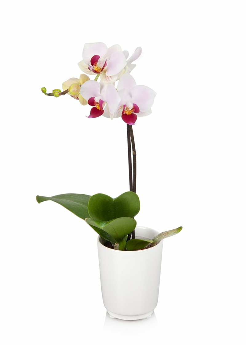 weiße Orchidee in Blumentopf