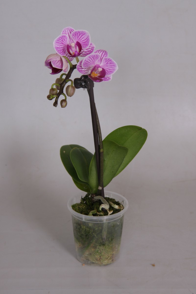 Minii Orchidee düngen