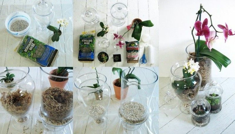 Mini Orchidee pflanzen Materialien