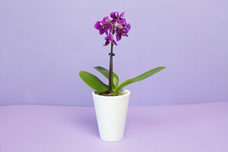 Mini Orchidee in Violett
