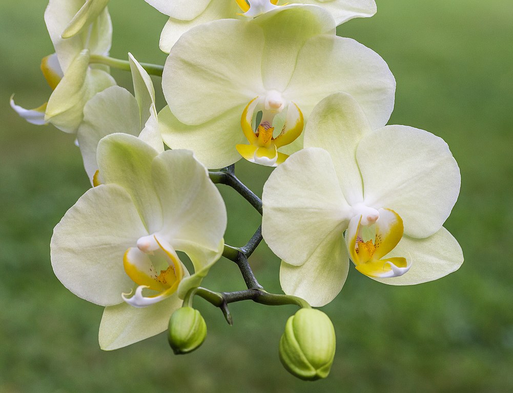 wunderschöne Orchidee weiß