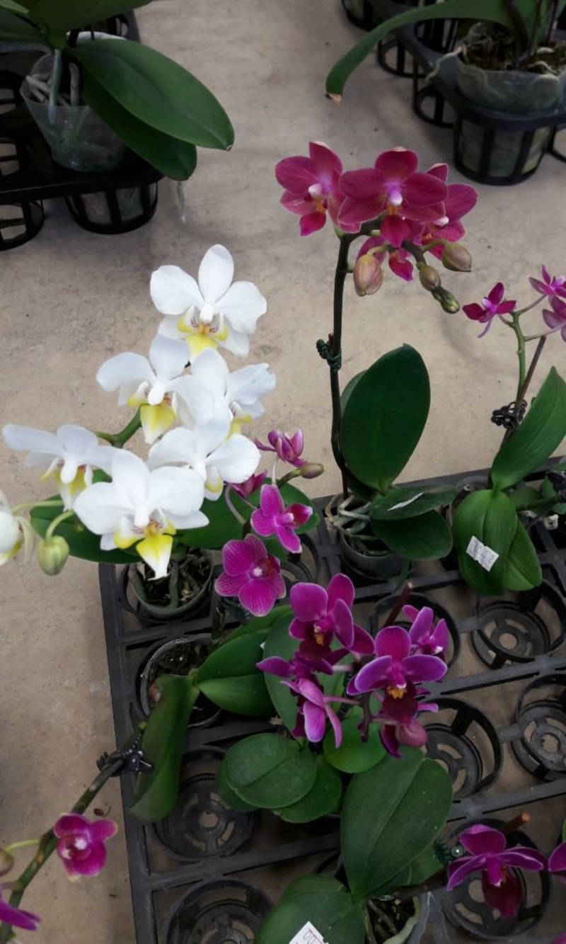 Mini Orchidee richtig pflegen