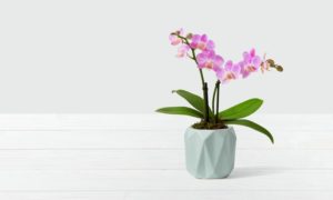 Mini Orchidee Pflegetipps